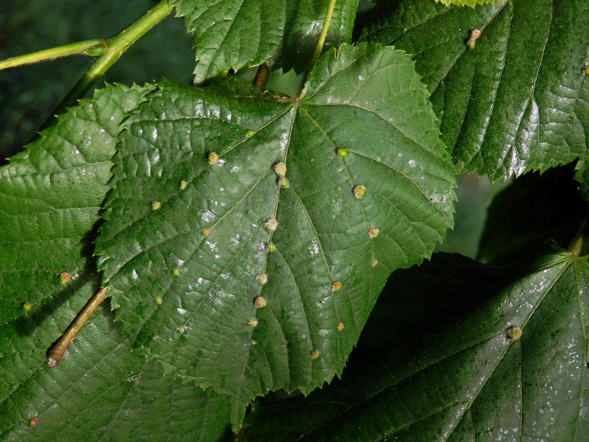 Hálky vlnovníka Eryophyes exilis