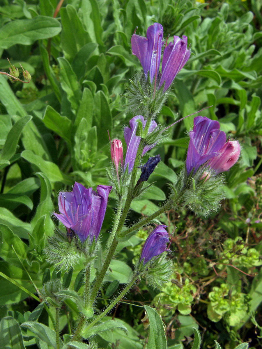 Hadinec jitrocelovitý (Echium plantagineum L.)