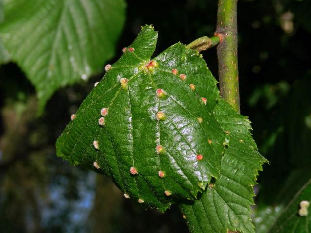 Hálky vlnovníka Eryophyes exilis