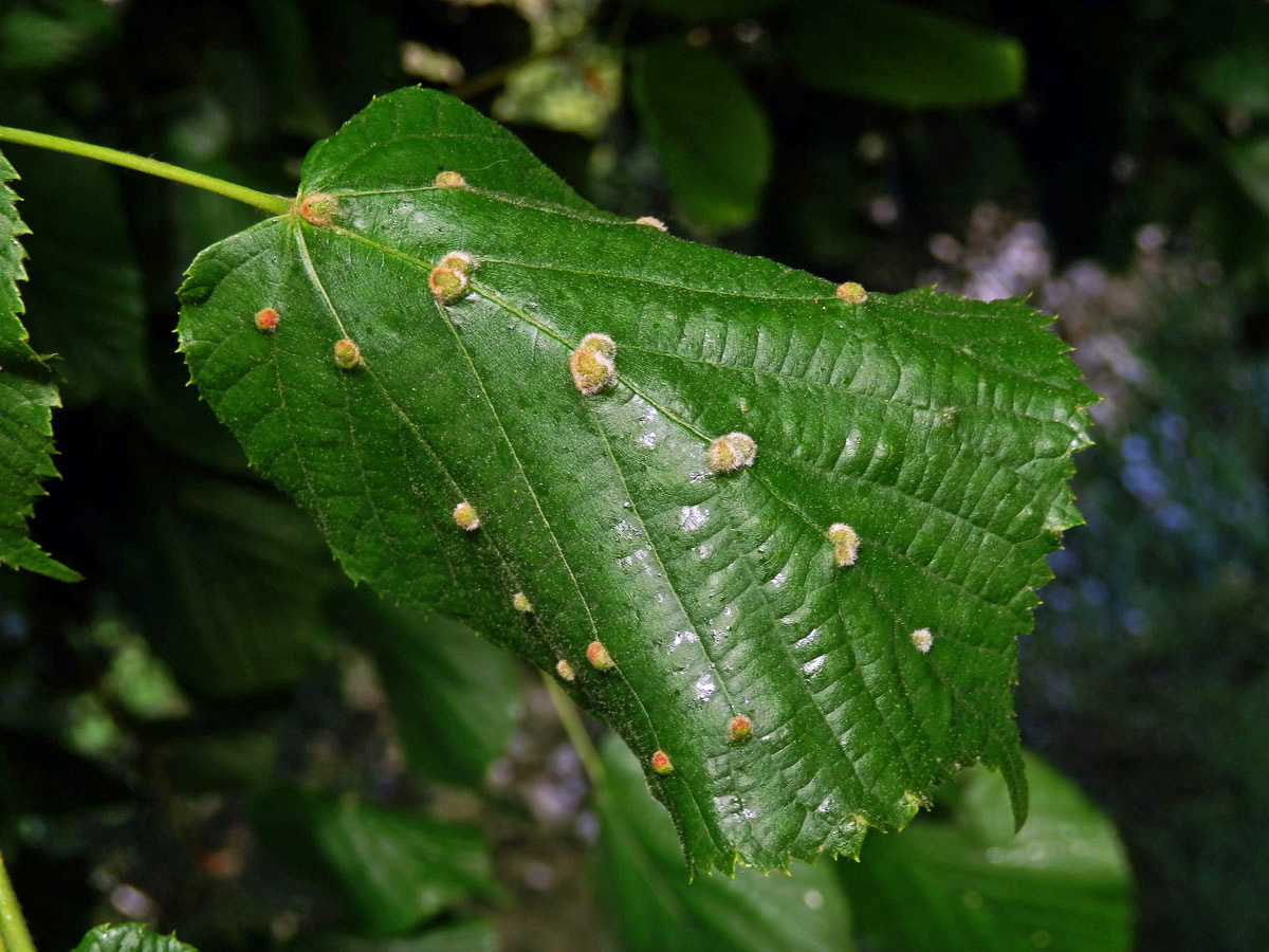 Hálky vlnovníka Eryophyes exilis