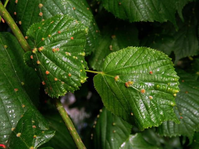 Hálky vlnovníka Eryophyes exilis