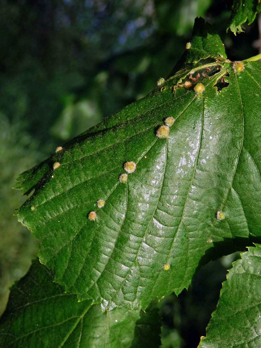 Hálky vlnovníka Eryophyes exilis