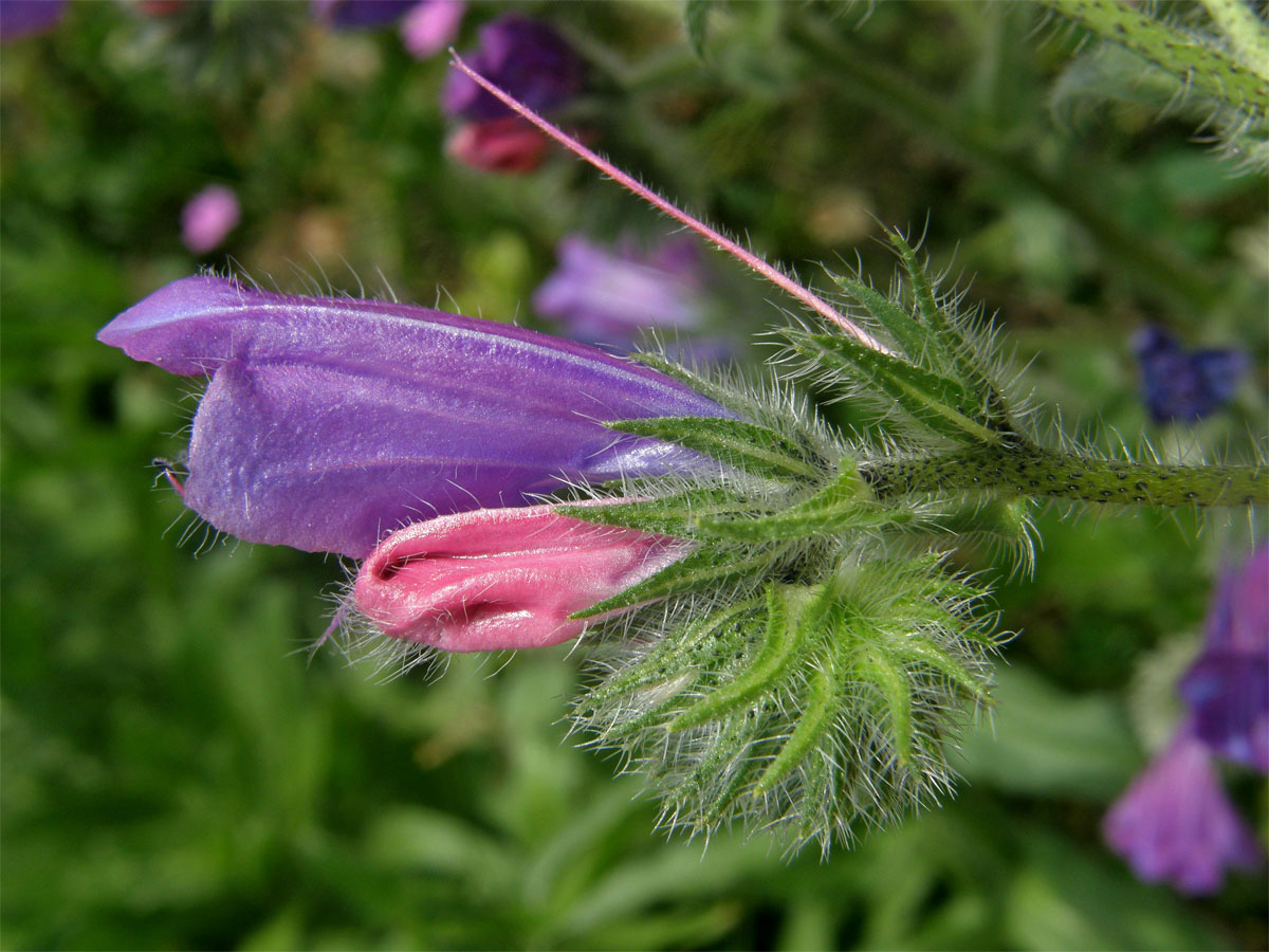 Hadinec jitrocelovitý (Echium plantagineum L.)