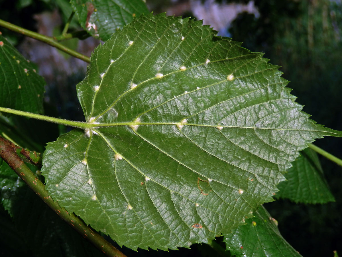 Hálky vlnovníka Eryophyes exilis