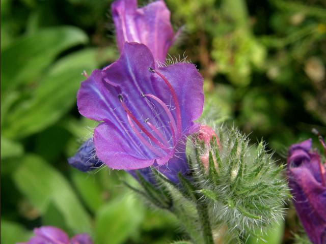 Hadinec jitrocelovitý (Echium plantagineum L.)