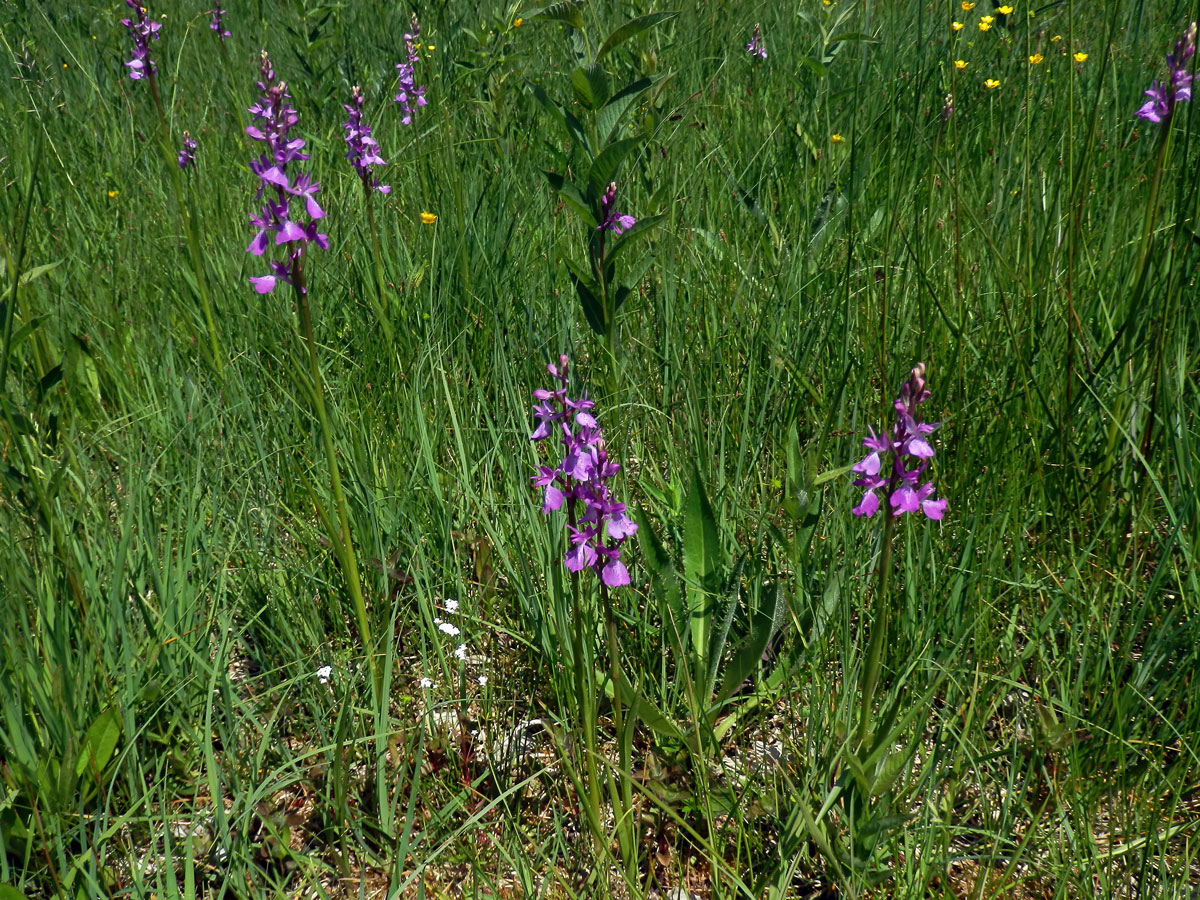 Rudohlávek bahenní (Anacamptis palustris (Jacq.) R. M. Bateman, Pridgeon et M. W. Chase)