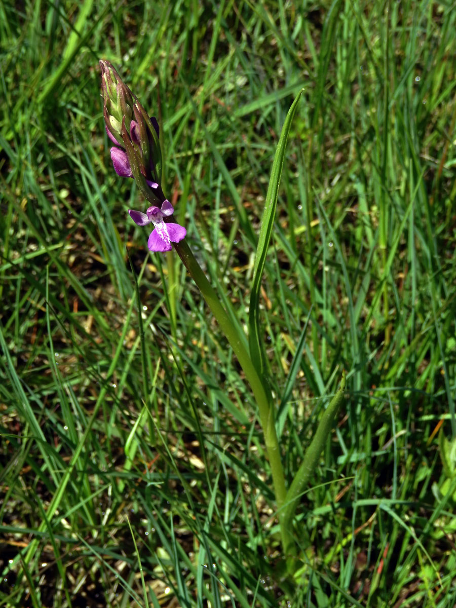 Rudohlávek bahenní (Anacamptis palustris (Jacq.) R. M. Bateman, Pridgeon et M. W. Chase)