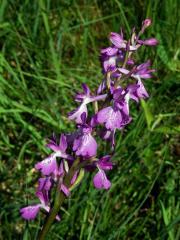 Rudohlávek bahenní (Anacamptis palustris (Jacq.) R. M. Bateman, Pridgeon et M. W. Chase)