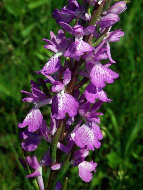 Rudohlávek bahenní (Anacamptis palustris (Jacq.) R. M. Bateman, Pridgeon et M. W. Chase)