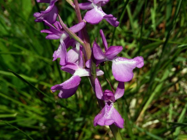 Rudohlávek bahenní (Anacamptis palustris (Jacq.) R. M. Bateman, Pridgeon et M. W. Chase)