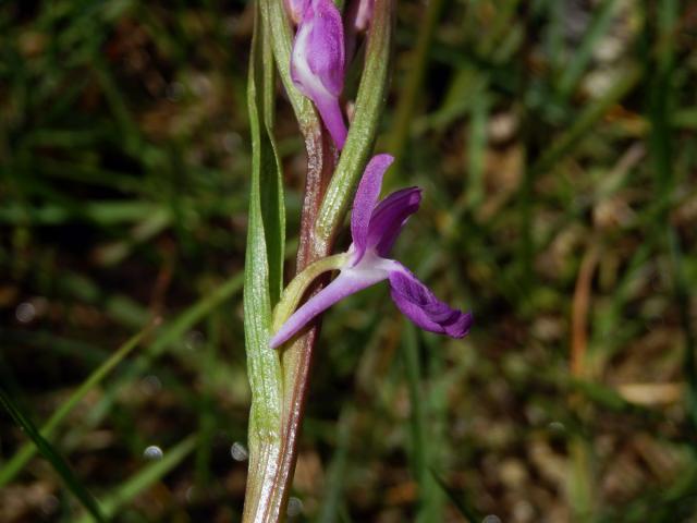 Rudohlávek bahenní (Anacamptis palustris (Jacq.) R. M. Bateman, Pridgeon et M. W. Chase)