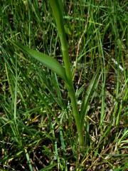 Rudohlávek bahenní (Anacamptis palustris (Jacq.) R. M. Bateman, Pridgeon et M. W. Chase)