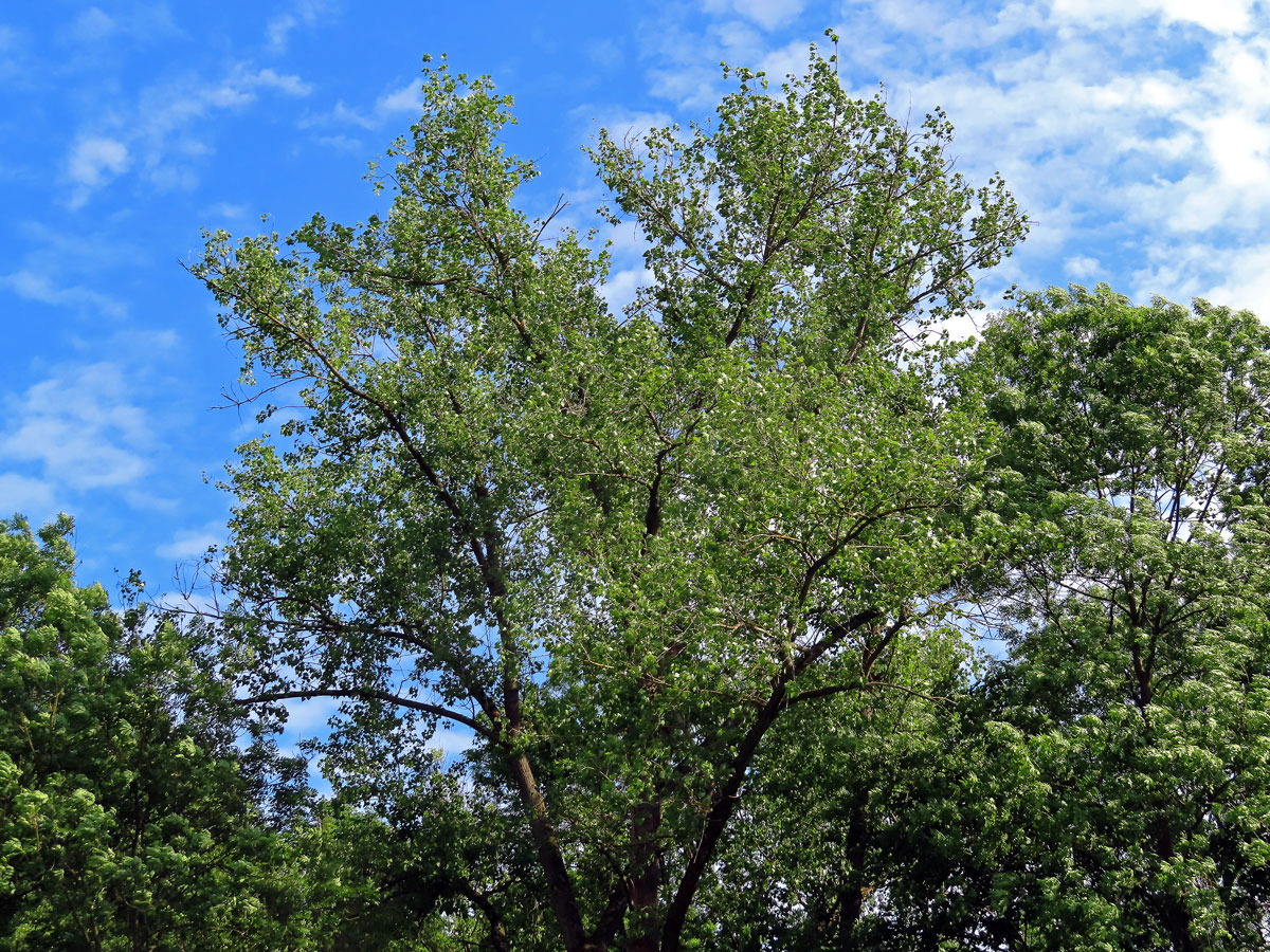 Topol černý (Populus nigra L.)