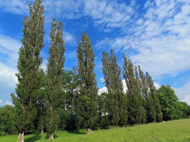 Topol černý vlašský (Populus nigra var. italica (Moench.) Koehne)