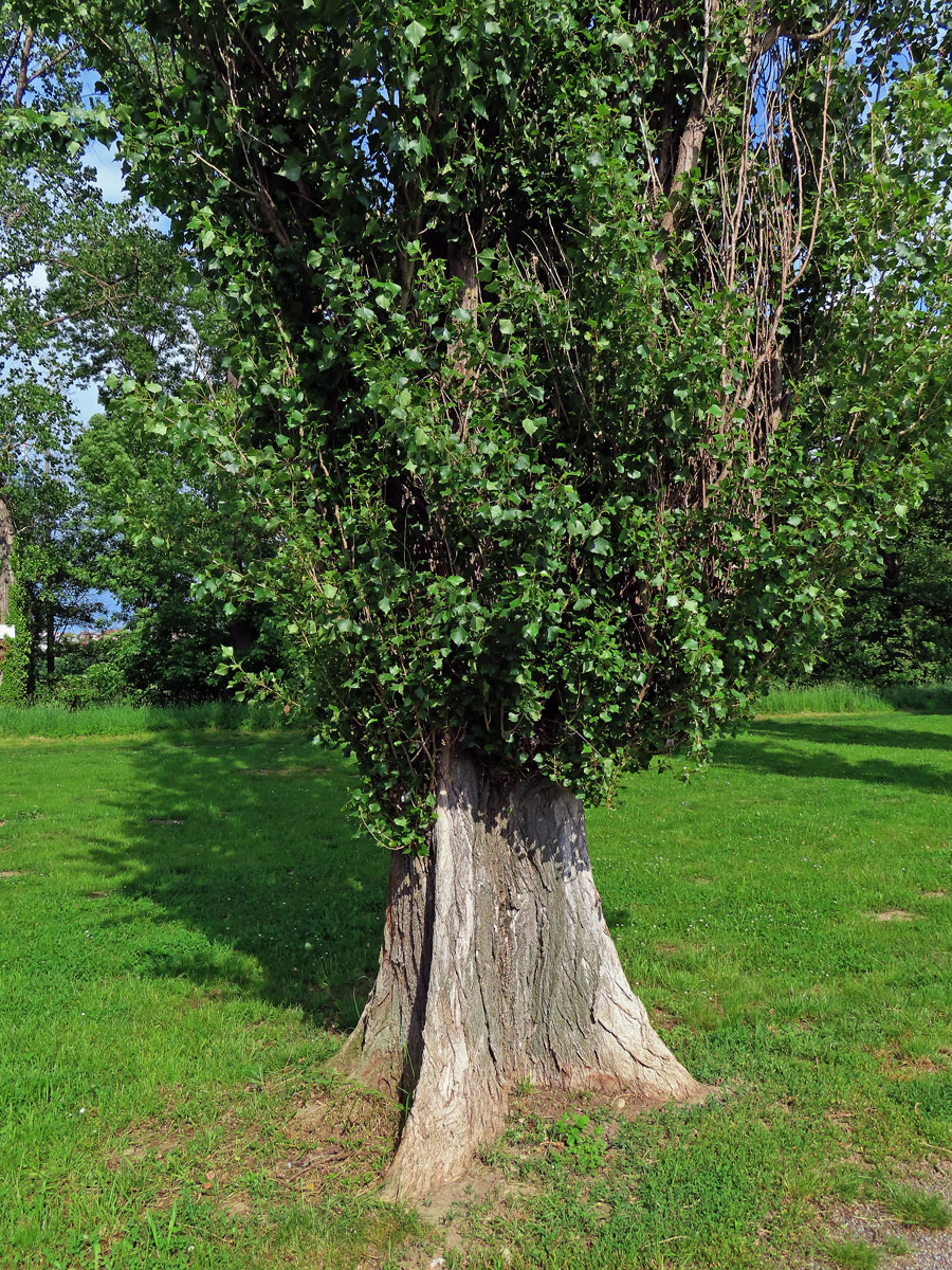 Topol černý vlašský (Populus nigra var. italica (Moench.) Koehne)