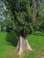 Topol černý vlašský (Populus nigra var. italica (Moench.) Koehne)