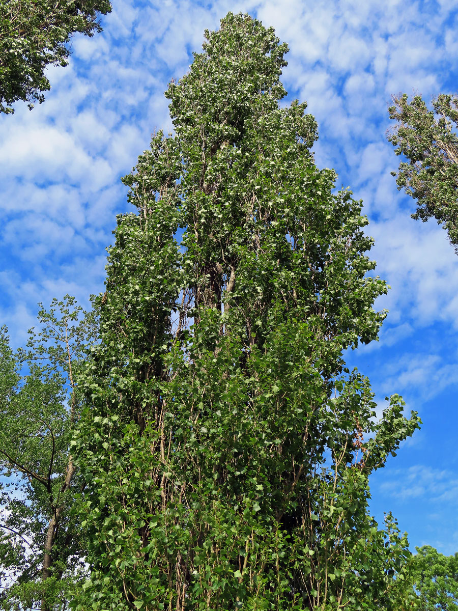 Topol černý vlašský (Populus nigra var. italica (Moench.) Koehne)