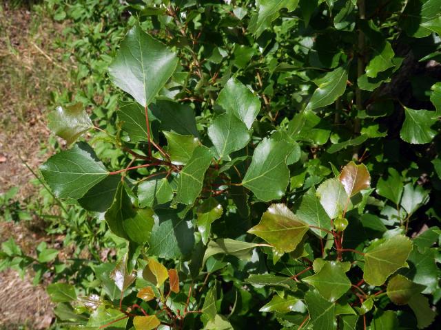 Topol černý vlašský (Populus nigra var. italica (Moench.) Koehne)