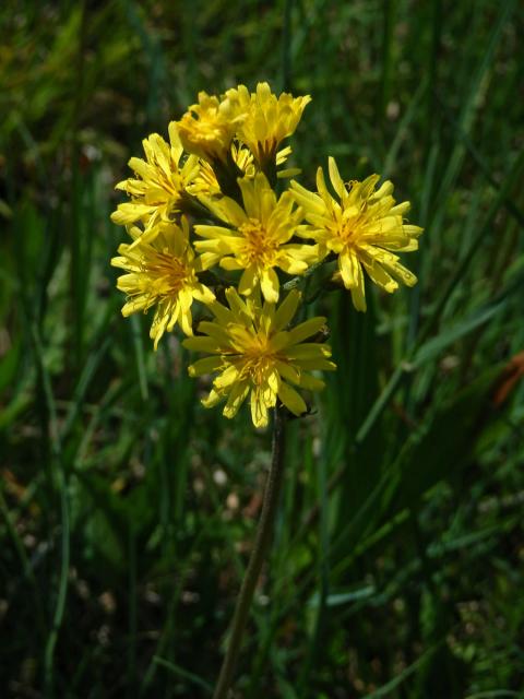 Škarda ukousnutá (Crepis praemorsa (L.) F. L. Walther)