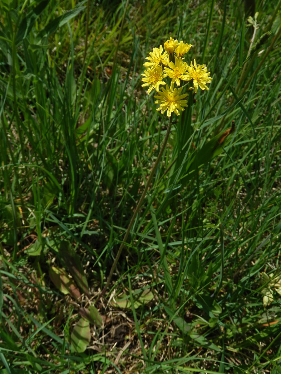 Škarda ukousnutá (Crepis praemorsa (L.) F. L. Walther)