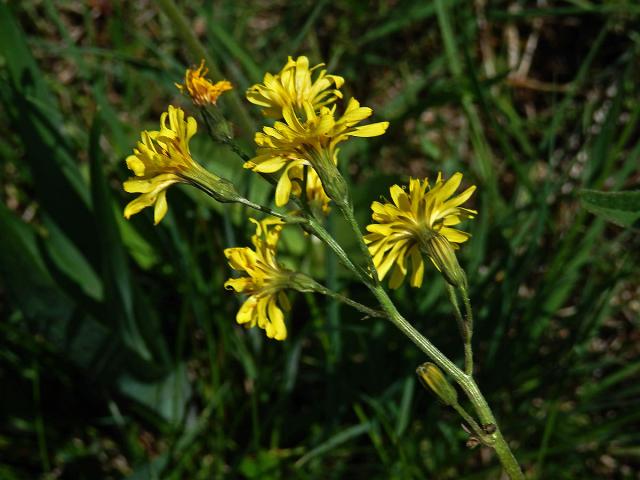 Škarda ukousnutá (Crepis praemorsa (L.) F. L. Walther)