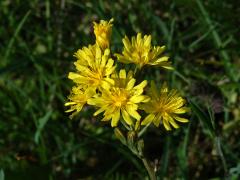 Škarda ukousnutá (Crepis praemorsa (L.) F. L. Walther)