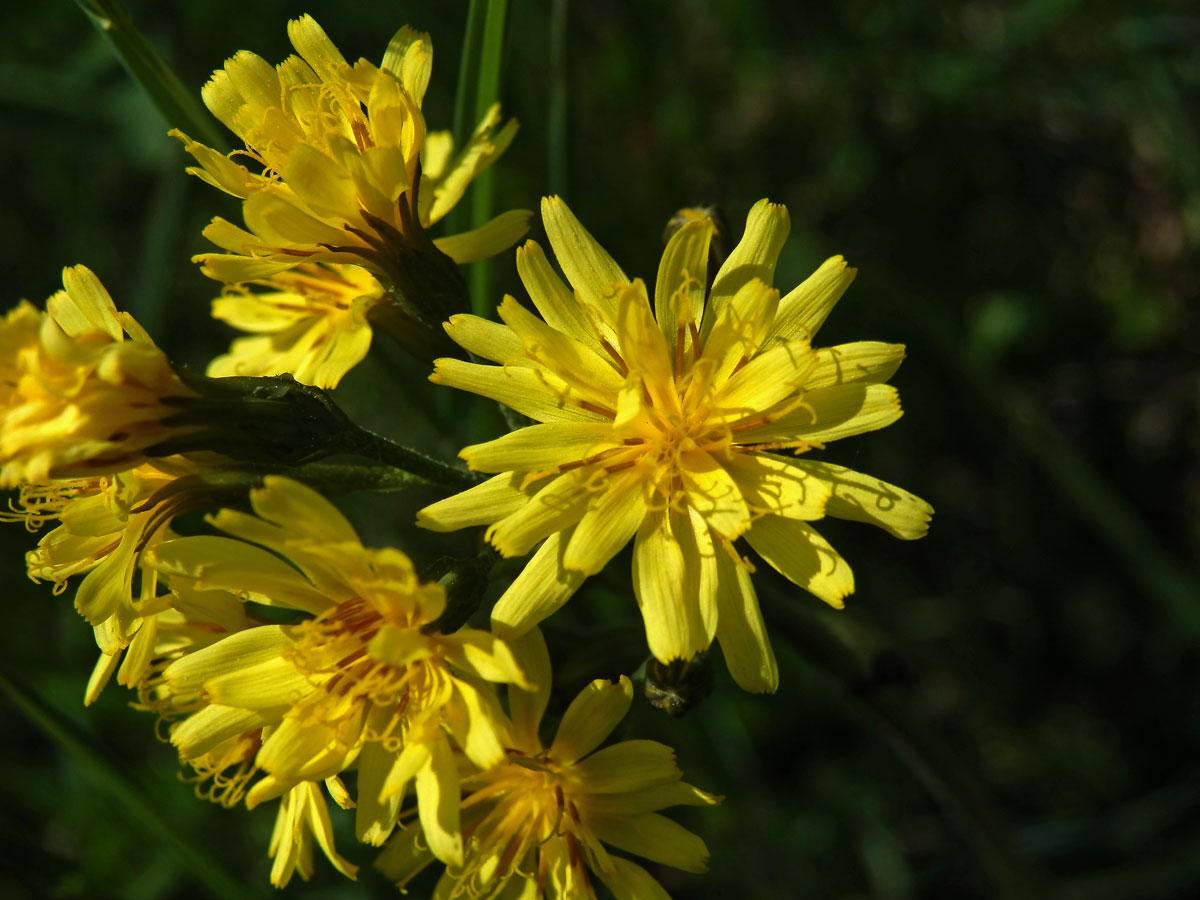 Škarda ukousnutá (Crepis praemorsa (L.) F. L. Walther)