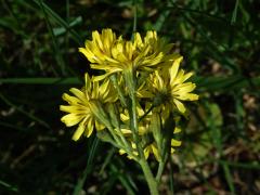 Škarda ukousnutá (Crepis praemorsa (L.) F. L. Walther)