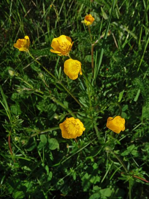 Pryskyřník hlíznatý (Ranunculus bulbosus L.)