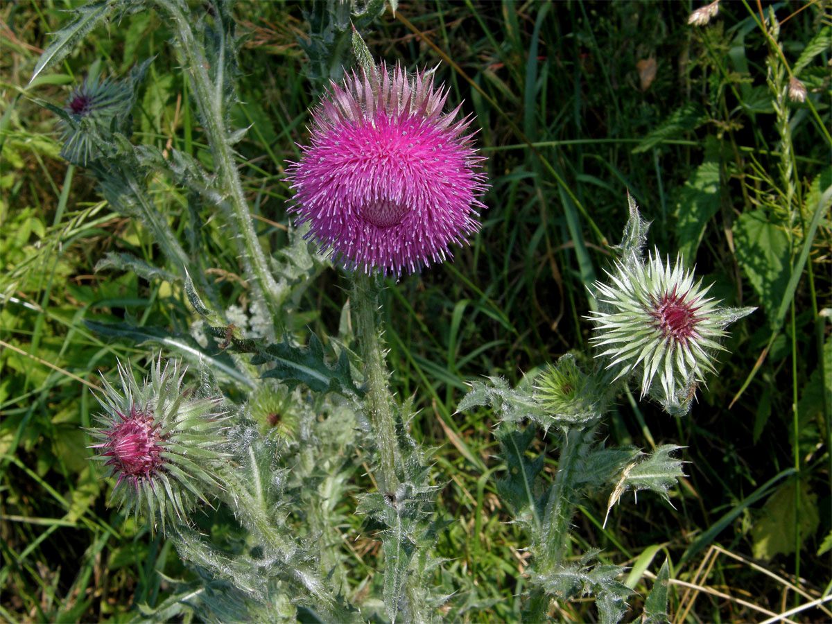 Bodlák nící (Carduus nutans L.) ssp. nutans