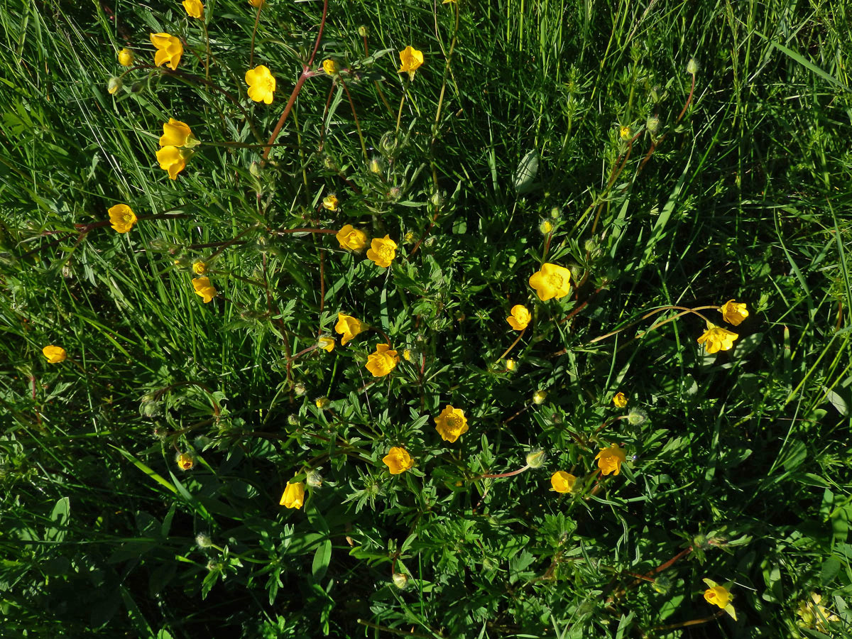 Pryskyřník hlíznatý (Ranunculus bulbosus L.)