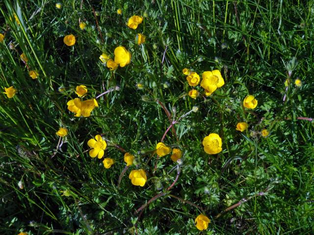 Pryskyřník hlíznatý (Ranunculus bulbosus L.)