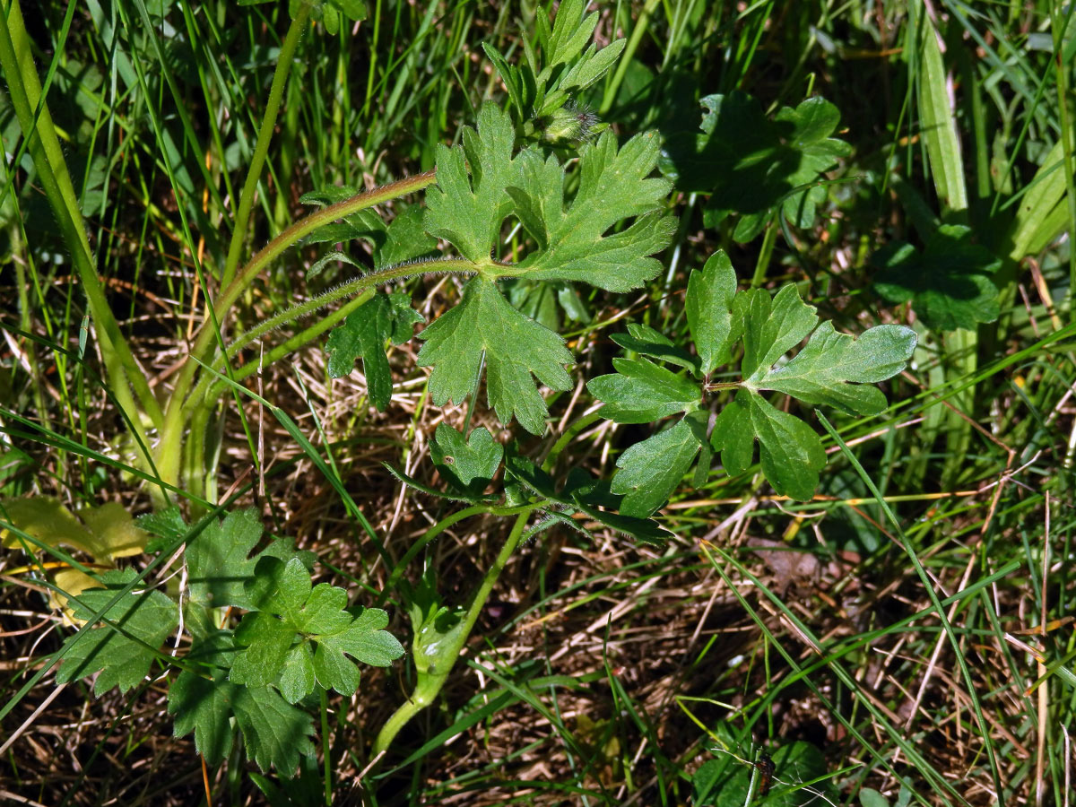 Pryskyřník hlíznatý (Ranunculus bulbosus L.)