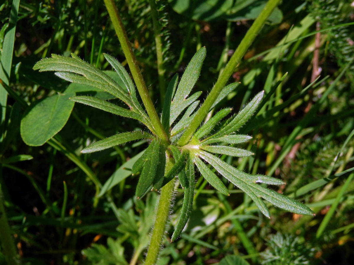 Pryskyřník hlíznatý (Ranunculus bulbosus L.)