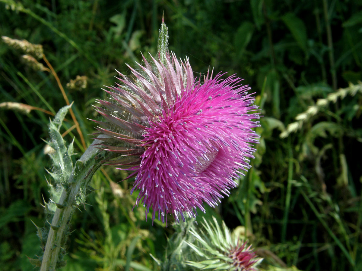 Bodlák nící (Carduus nutans L.) ssp. nutans