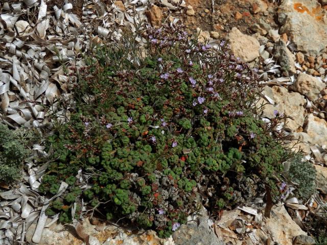 Limonka drobná (Limonium minutum (L.) Chaz.)