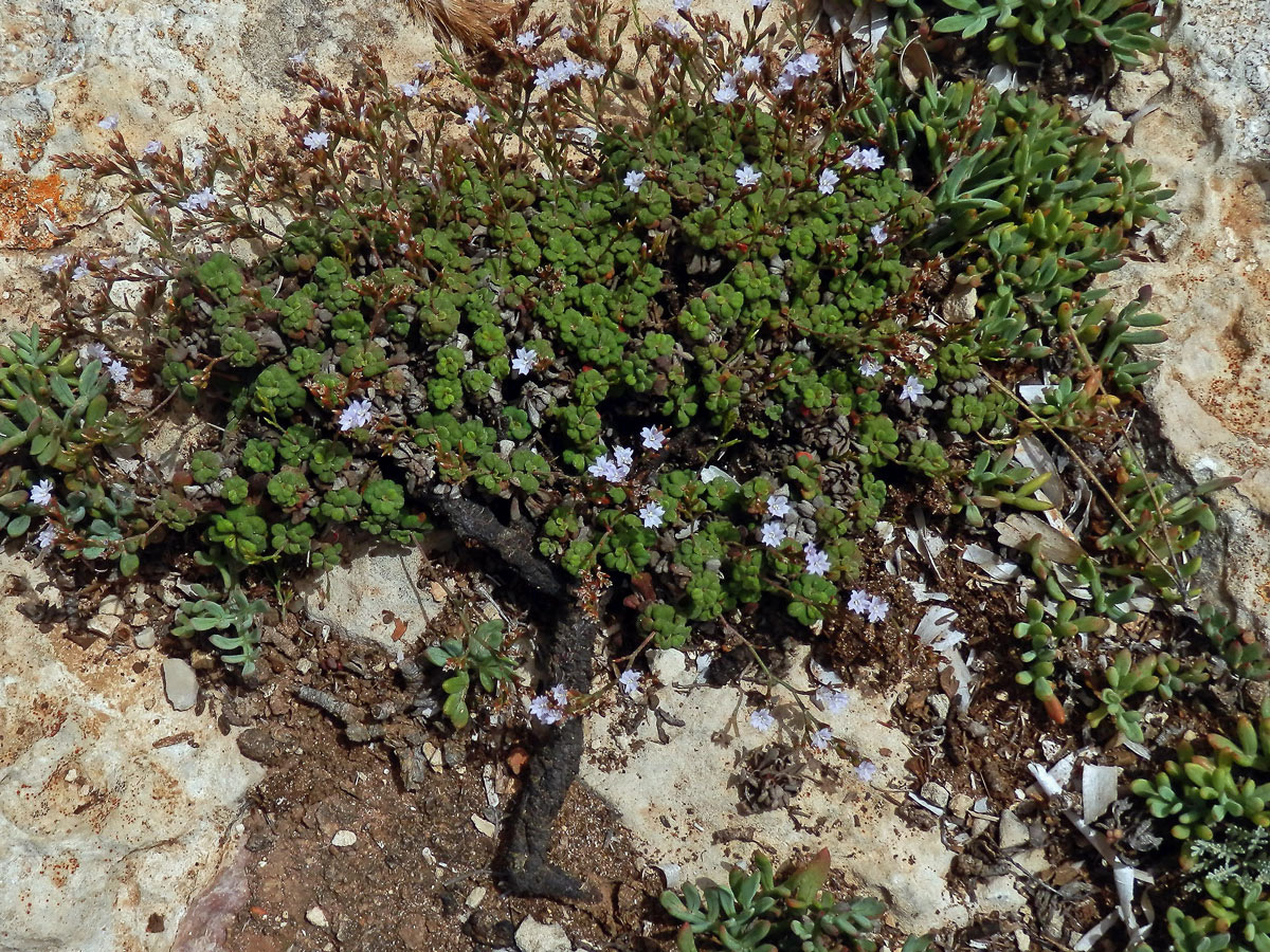 Limonka drobná (Limonium minutum (L.) Chaz.)