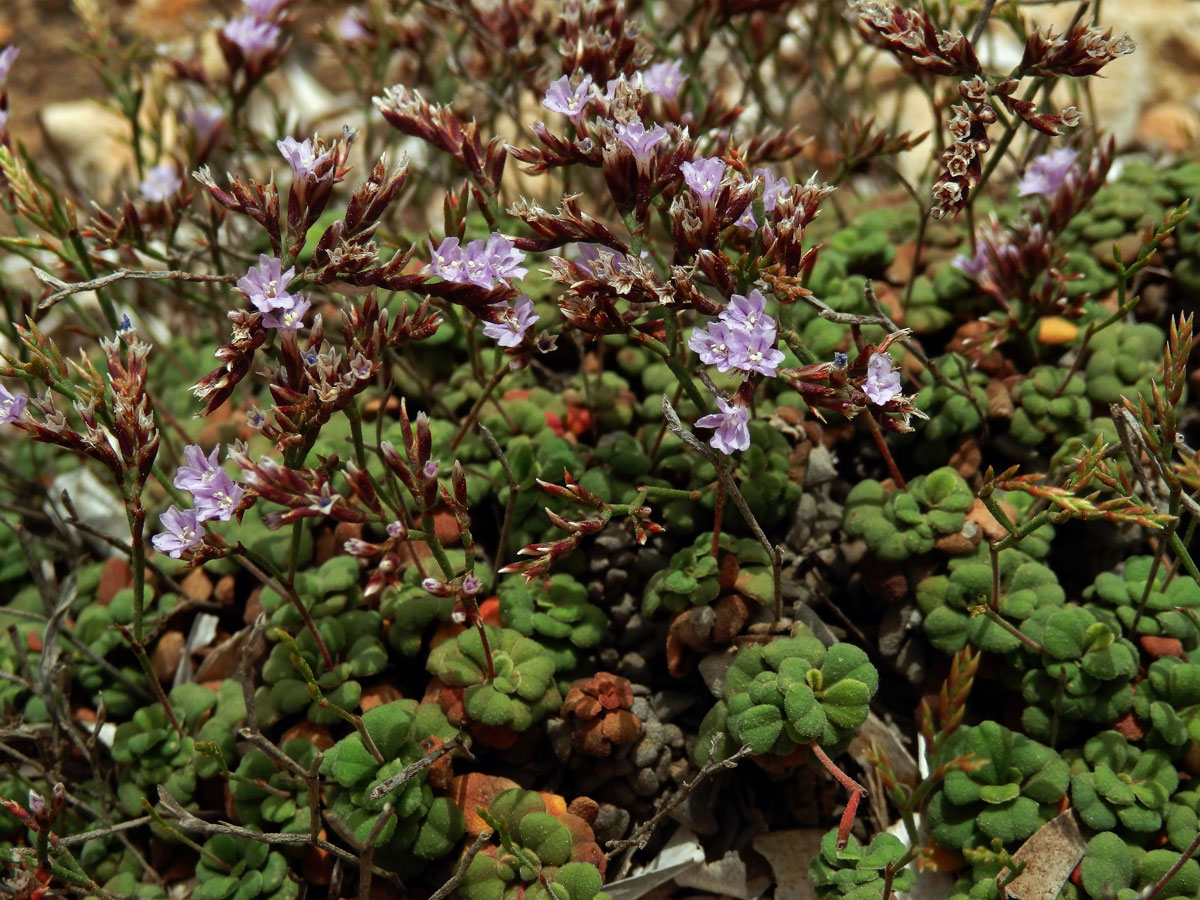 Limonka drobná (Limonium minutum (L.) Chaz.)