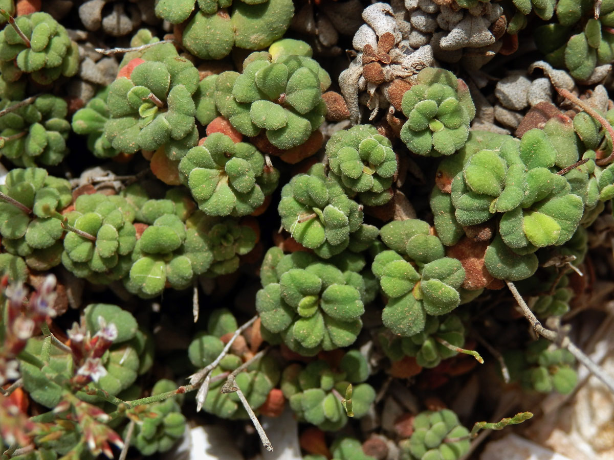 Limonka drobná (Limonium minutum (L.) Chaz.)