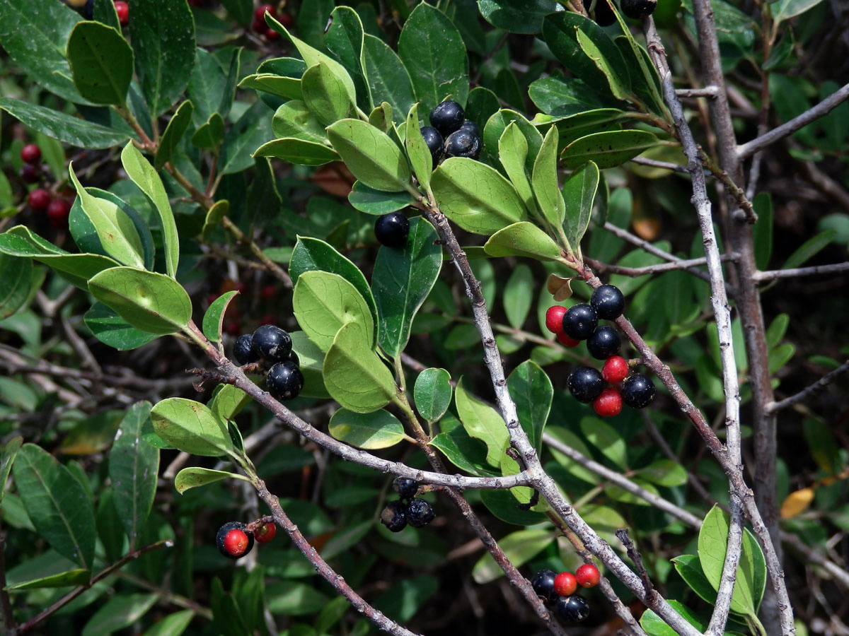 Řešetlák proměnlivý (Rhamnus alternus L.)