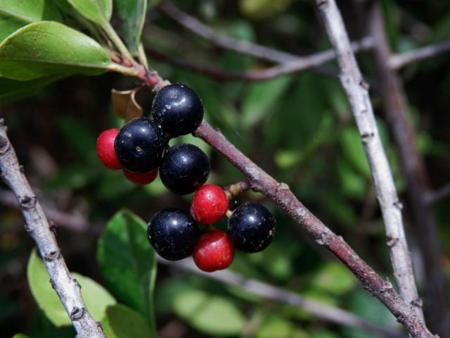 Řešetlák proměnlivý (Rhamnus alternus L.)