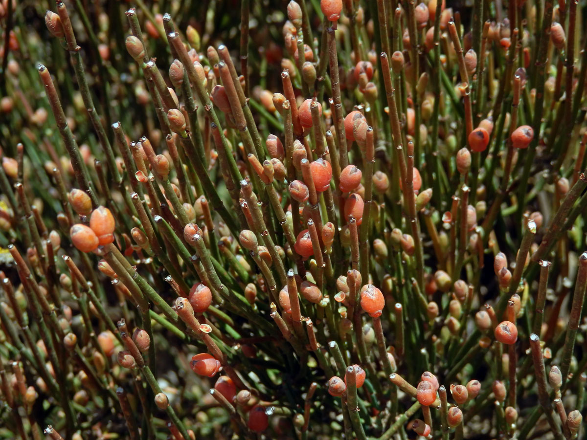 Chvojník křehký (Ephedra fragilis Desf.)