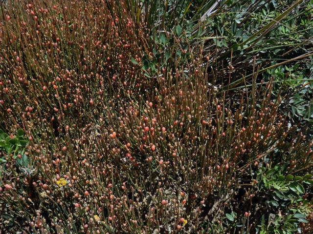 Chvojník křehký (Ephedra fragilis Desf.)