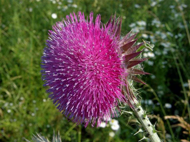 Bodlák nící (Carduus nutans L.) ssp. nutans