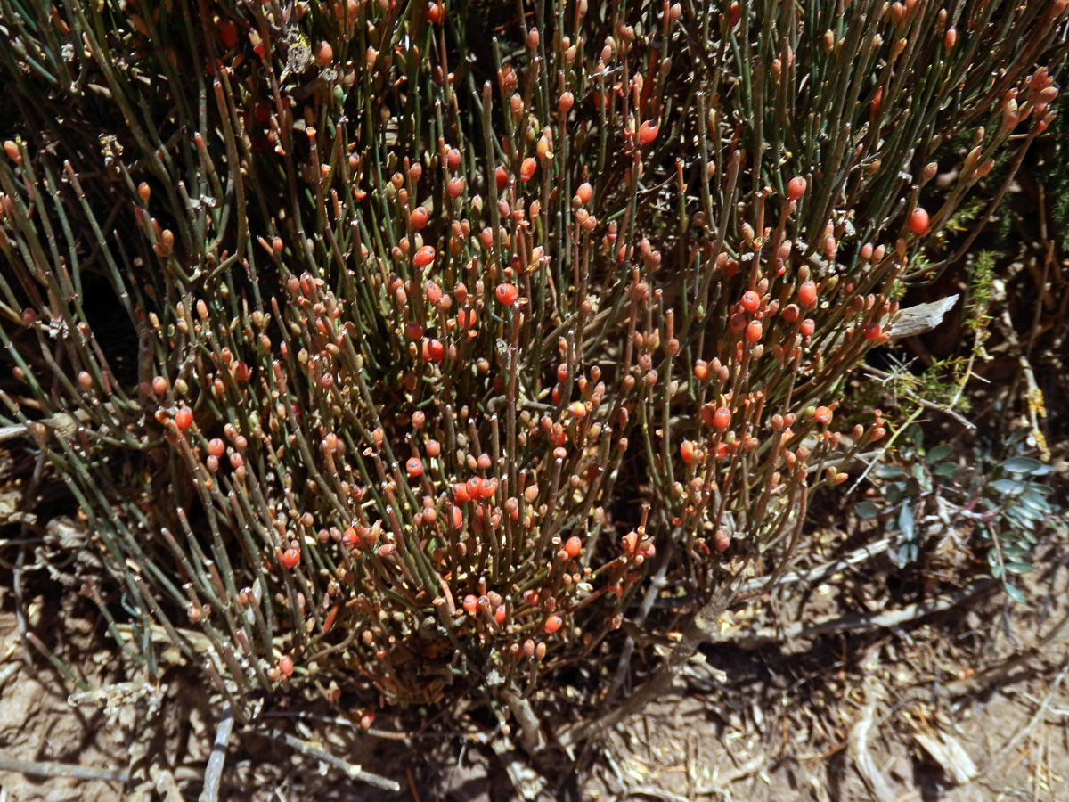 Chvojník křehký (Ephedra fragilis Desf.)