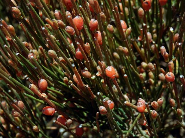 Chvojník křehký (Ephedra fragilis Desf.)