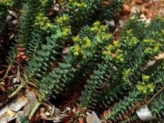 Pryšec (Euphorbia pithyusa L.)