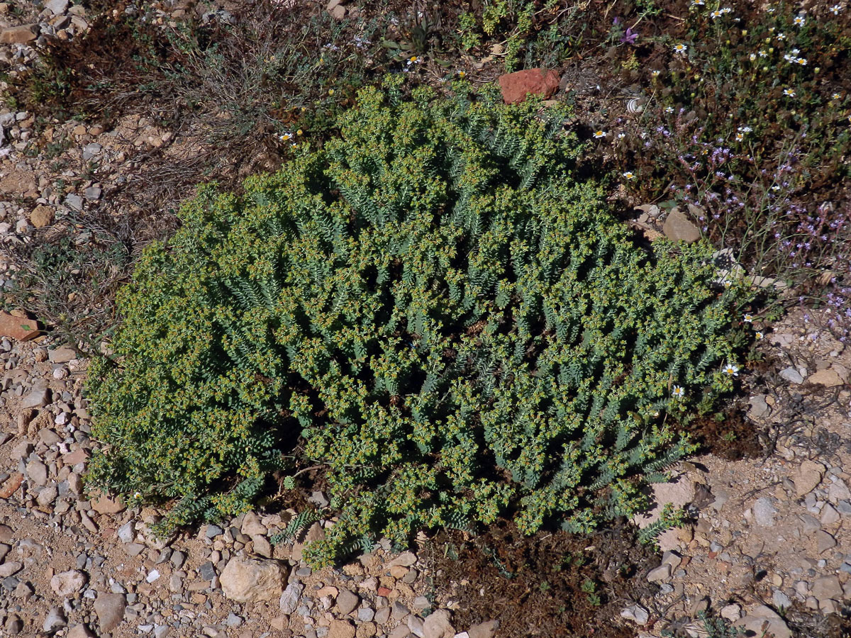 Pryšec (Euphorbia pithyusa L.)