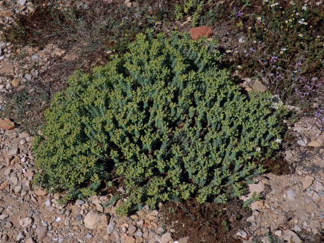 Pryšec (Euphorbia pithyusa L.)