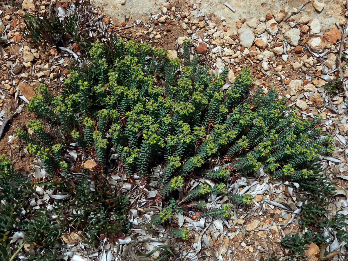 Pryšec (Euphorbia pithyusa L.)